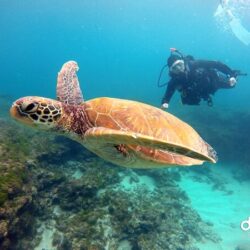 Scuba Diving in Xiao Liuqiu island