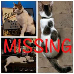Mickey The Cat is Missing