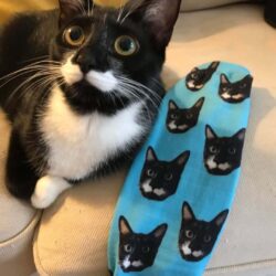 Online Store Selling Custom Pet Socks in Taiwan.