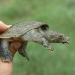 Seeking to Adopt a Young Chinese Softshell Turtle