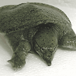 Seeking to Adopt a Softshell Turtle